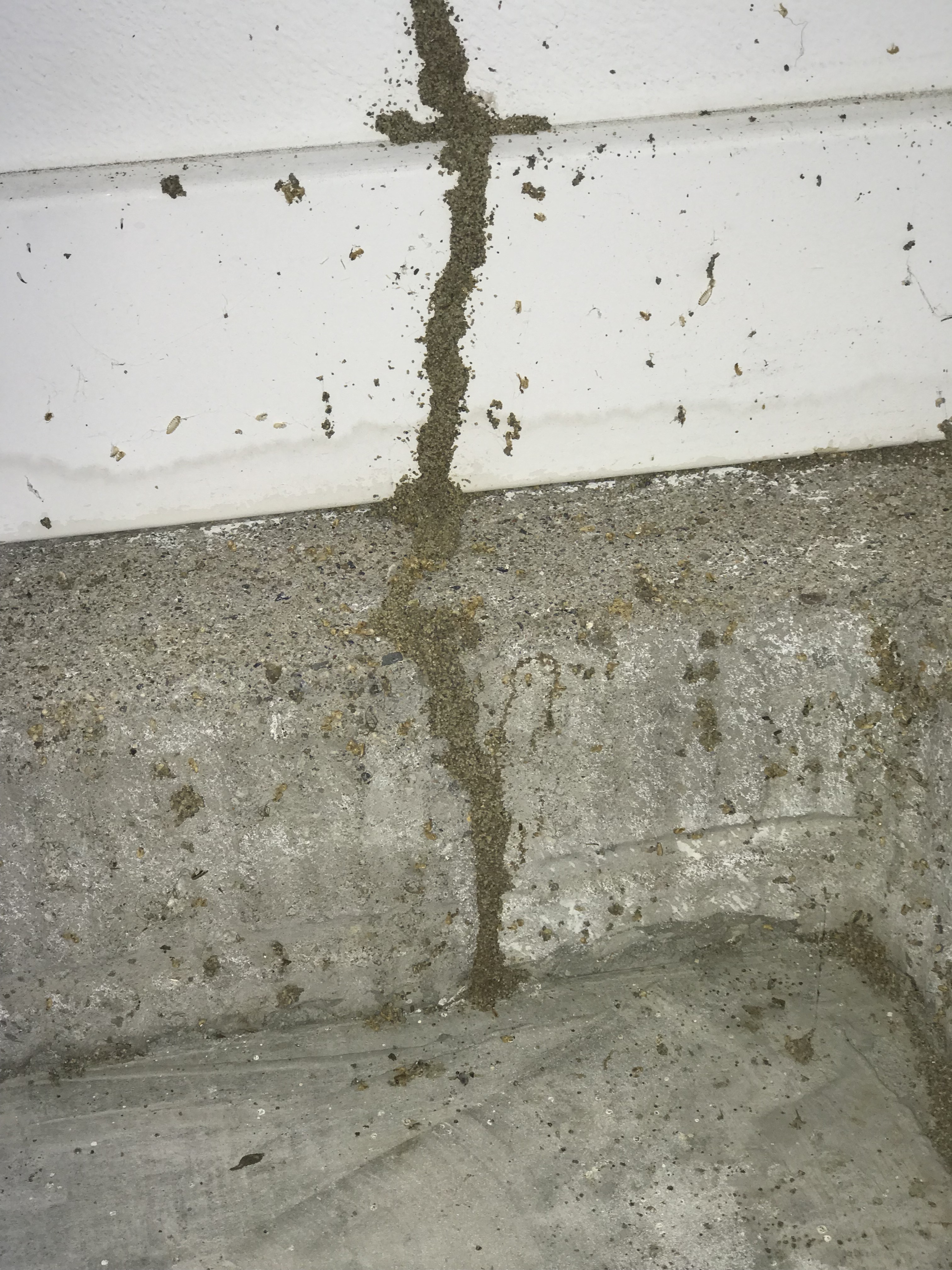termite tubes close up signs of termites